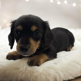 Black and tan female - Black and tan female Dachshund puppy in Glen St Mary, Florida from Little Pawz, LLC