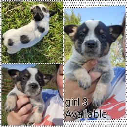 Girl 3 - Blue female Australian Cattle Dog puppy in Bradford, Arkansas from Cedar Rock Heelers and Kelpies