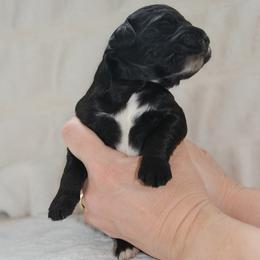 Oak - Black male Goldendoodle puppy in Lancaster, Pennsylvania from Doodles in the Skye