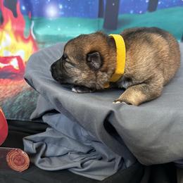 Coco - Sable female German Shepherd puppy in Magnolia, Texas from K & Q Shepherds
