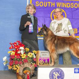 Belgian Tervuren All Grown Up from Coyote Run Tervuren