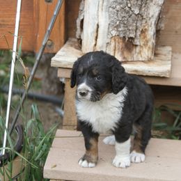 Bernedoodle and Bernese Mountain Dog Puppies from Basin Berners