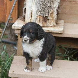 Bernedoodle and Bernese Mountain Dog Puppies from Basin Berners