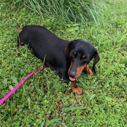 Dachshunds from Ross Ranch Dachshunds