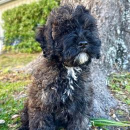 Lottie Moon - Sable female Cockapoo puppy in Tallahassee, Florida from Panhandle Pups