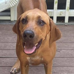 Lhasa Apsos and Rhodesian Ridgebacks from Koenigplatz Kennel