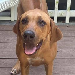 Lhasa Apsos and Rhodesian Ridgebacks from Koenigplatz Kennel