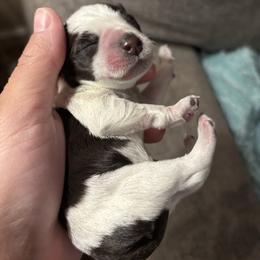 Male 1 - Parti male Miniature Schnauzer puppy in Plaucheville, Louisiana from Honey Doux Southern Paws
