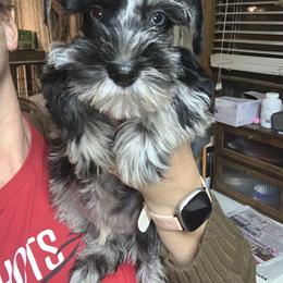 Miniature Schnauzer Puppies from Shelly’s Pooches