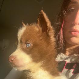 Fred Weasley - Sable and white male Siberian Husky puppy in Jasper, Alabama from Sophia's Siberian Huskies