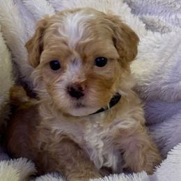 Lady Seville - Red female Havanese puppy in North Richland Hills, Texas from A Royal Havanese Court