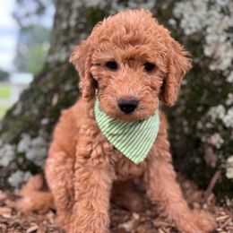 Rad - Red male Labradoodle puppy in Alliance, Ohio from Mount Olive Doodles