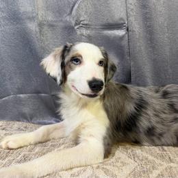 Boots - Blue merle male Miniature American Shepherd puppy in Clinton, Missouri from Mockingbirds American Minis