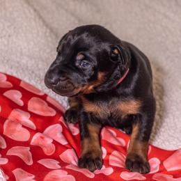 Pink Girl - Black and rust female Doberman Pinscher puppy in Shelby, North Carolina from IronBee Dobermans