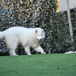 Artica - Siberian Husky
