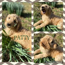 Goldendoodle Puppies from The Poodle Plantation