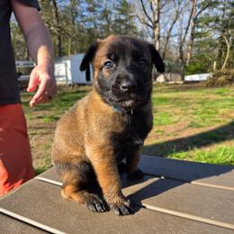 Bear (Blue) - Black brindle male Dutch Shepherd puppy in Signal Mountain, Tennessee from Torgun Police Dogs