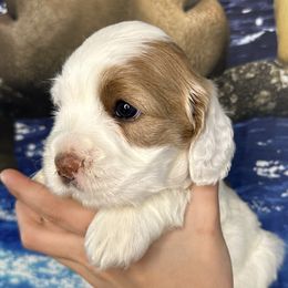 Goldie - Buff and white Cockapoo puppy in Salem, Oregon from Capital Doodles