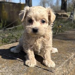 Lily - Cream female Havanese puppy in Lancaster, South Carolina from 3 Bs Havanese-PUPPIES with  PURPOSE