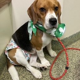 Beagles and Labrador Retrievers from Green Acres Labradors & Beagles