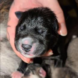 Wicked - Agouti and white male Siberian Husky puppy in Richland, Mississippi from Feazell’s Siberian Huskies