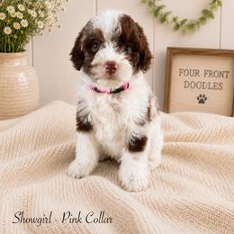 Showgirl - Merle female Bernedoodle puppy in Thornville, Ohio from Four Front Doodles & Friends