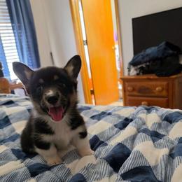 Anthony - Black and tan male Pembroke Welsh Corgi puppy in Houston, Missouri from Pistol Creek Puppies