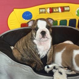 Thor - Red brindle and white male Bulldog puppy in Harrisburg, Pennsylvania from KnockDown Bulldogs