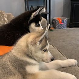 Siberian Husky Puppies from Myths and Legends Siberian Huskies