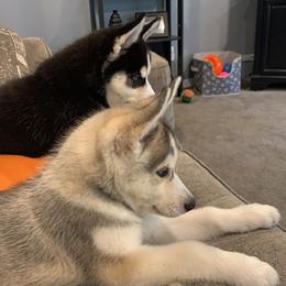 Siberian Husky Puppies from Myths and Legends Siberian Huskies