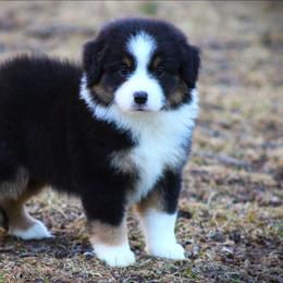 Gemma - Black tri female Miniature Australian Shepherd puppy in Menomonee Falls, Wisconsin from Hunt N Oaks