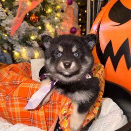 Duchess - Black and white female Pomsky puppy in Spring Hill, Florida from Besties Paw Life