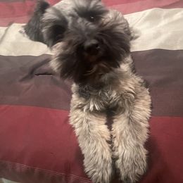 Luna - Miniature Schnauzer
