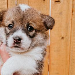 Girl 2 - Pembroke Welsh Corgi puppy in Idaho from Blue Sky Corgis