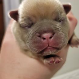 French Bulldog Puppies from Smith's Small Town Frenchies