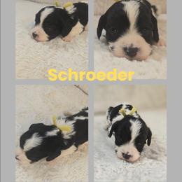 Schroeder - Tri-color male Cavapoo puppy in Newdale, Idaho from Canyon Creek Puppies