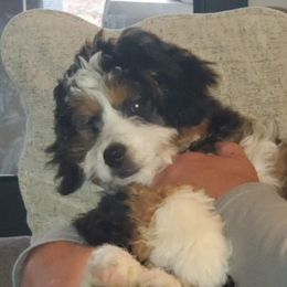 Tilley - Bernedoodle