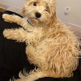 Cavachon puppies from Robin Nelson