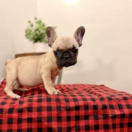 Buddy, Ready Now - Fawn male French Bulldog puppy in Upper Sandusky, Ohio from Rock Run Homestead