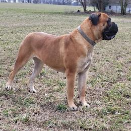 Bullmastiff Puppies from Watchman Kennels