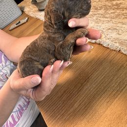 Boy 4 - Red phantom male Aussiedoodle puppy in Florida from Doodles & Danes
