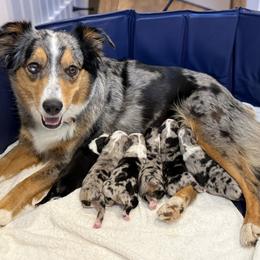 Miniature Australian Shepherd puppies from Dripping Springs Mini Aussies