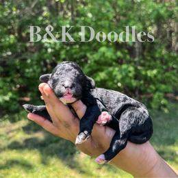 Draco - Black and white male Bernedoodle puppy in Benton, Arkansas from B&K Doodles, LLC