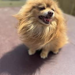 Chip - Pomeranian