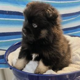 Tinsley (1850) - Black male Pomsky puppy in Fallon, Nevada from Amazing High Desert Pomskys