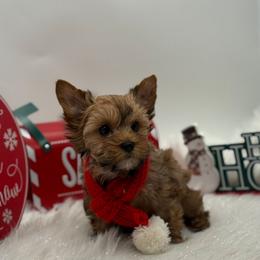 Inder - Gold male Yorkshire Terrier puppy in Benton, Illinois from Furry Tailz Yorkies