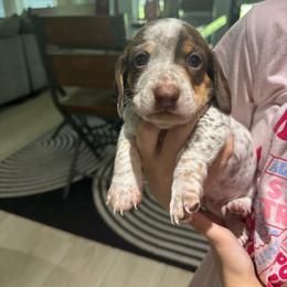 Moose - Dapple male Dachshund puppy in Tomball, Texas from Gutierrez House of Doxies