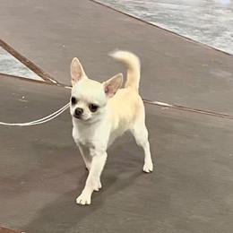 Banjo - Cream male Chihuahua puppy in Morrisville, North Carolina from Mozzafiato Chihuahuas