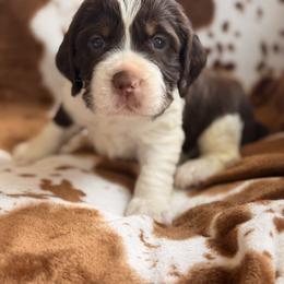 Orange Boy - Liver white and tan male English Springer Spaniel puppy in Cleburne, Texas from Powers English Springer Spaniels