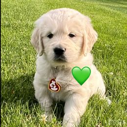 Boy 2 - Golden Retriever puppy in Attica, Michigan from Magnolia Meadow Goldens